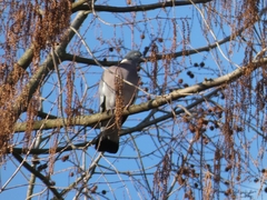 Columba palumbus