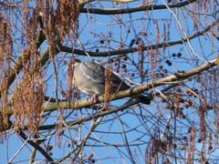 Columba palumbus