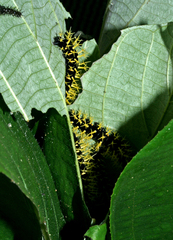 Colobura dirce