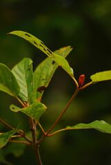 Mitragyna parvifolia