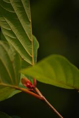 Mitragyna parvifolia