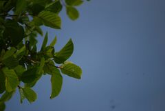 Mitragyna parvifolia