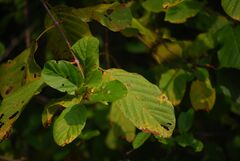 Mitragyna parvifolia