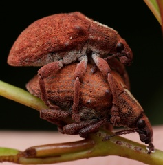 Gonipterus lepidotus