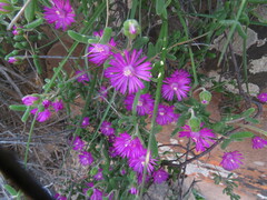 Drosanthemum karrooense