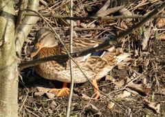 Anas platyrhynchos