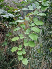 Rubus wallichianus
