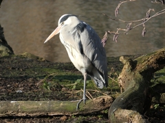Ardea cinerea