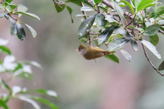 Erpornis zantholeuca