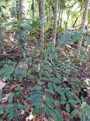 Syzygium tripinnatum