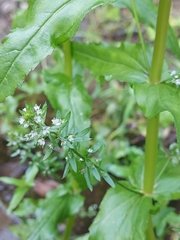 Veronica undulata