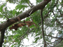 Phyllocrania paradoxa