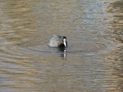 Fulica atra
