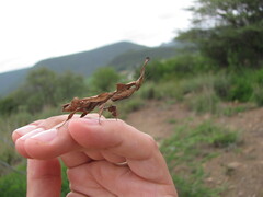 Phyllocrania paradoxa