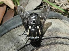 Triclista guttata