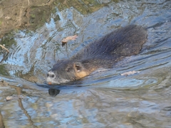 Myocastor coypus
