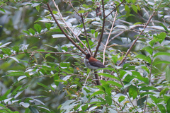 Hemixos castanonotus