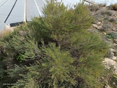 Salsola webbii