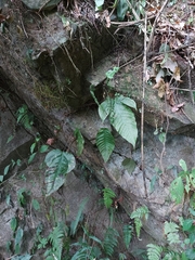 Tectaria polymorpha