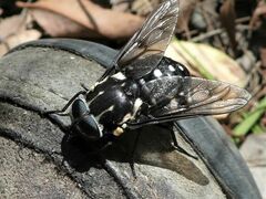Triclista guttata