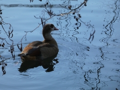 Alopochen aegyptiaca