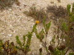 Oedera uniflora