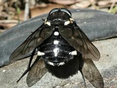 Triclista guttata