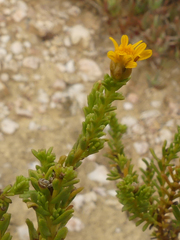 Oedera uniflora
