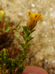 Oedera uniflora