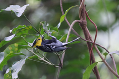 Machlolophus spilonotus