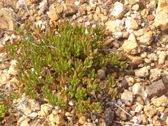 Mesembryanthemum longistylum