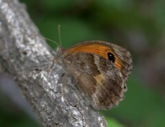 Pyronia cecilia