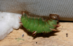 Morpho helenor