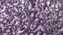 Nectriopsis violacea