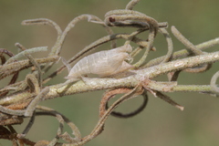 Euchloe penia