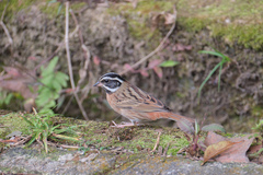 Emberiza tristrami