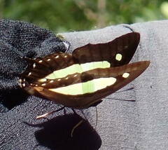 Polyura