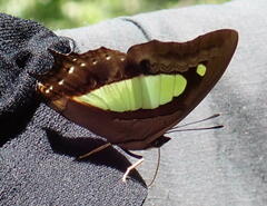 Polyura