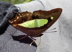 Polyura