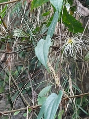 Clematis henryi