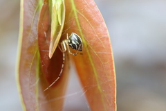 Theridion pyramidale