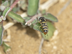 Ischiodon aegyptius