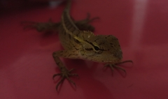 Calotes versicolor