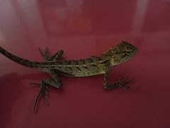 Calotes versicolor