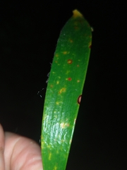 Encephalartos transvenosus