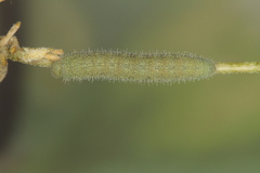 Euchloe penia