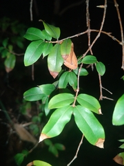 Plinia cauliflora