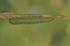 Euchloe penia