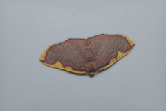 Nothomiza flavicosta