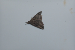 Hypena laceratalis